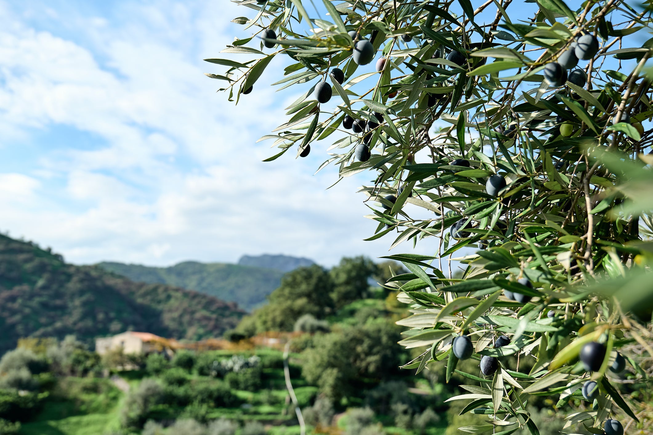 Relais Chiaramonte is found deep within an olive grove estate near Ragusa