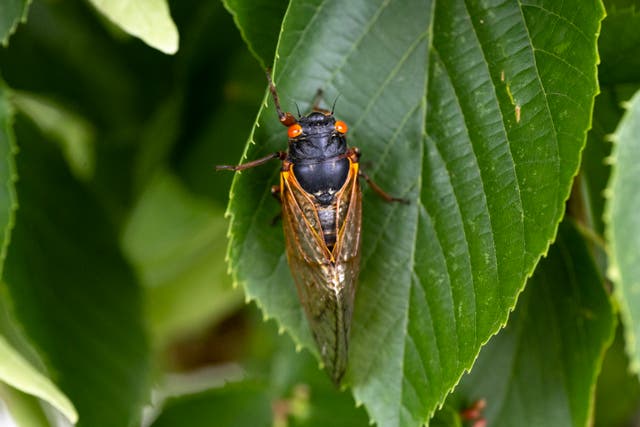 <p>Brood XIV cicadas will emerge across the eastern and southern U.S. this spring. The billions of winged insects can make quite a racket while they’re above ground</p>