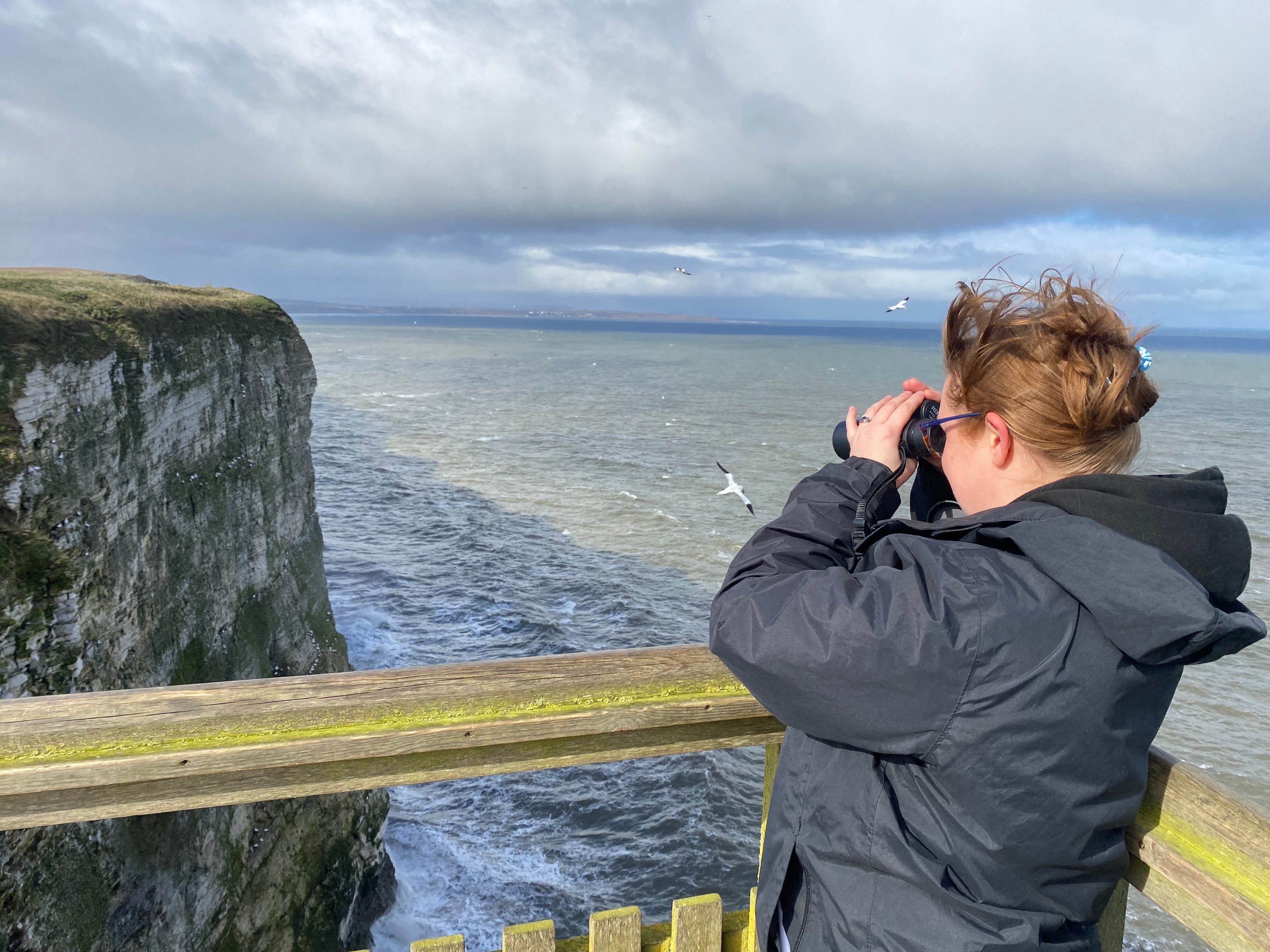 The RSPB BEMPTON CLIFFS team gains evidence of bird photography and keeps the records related to what they see alongside other organizations.