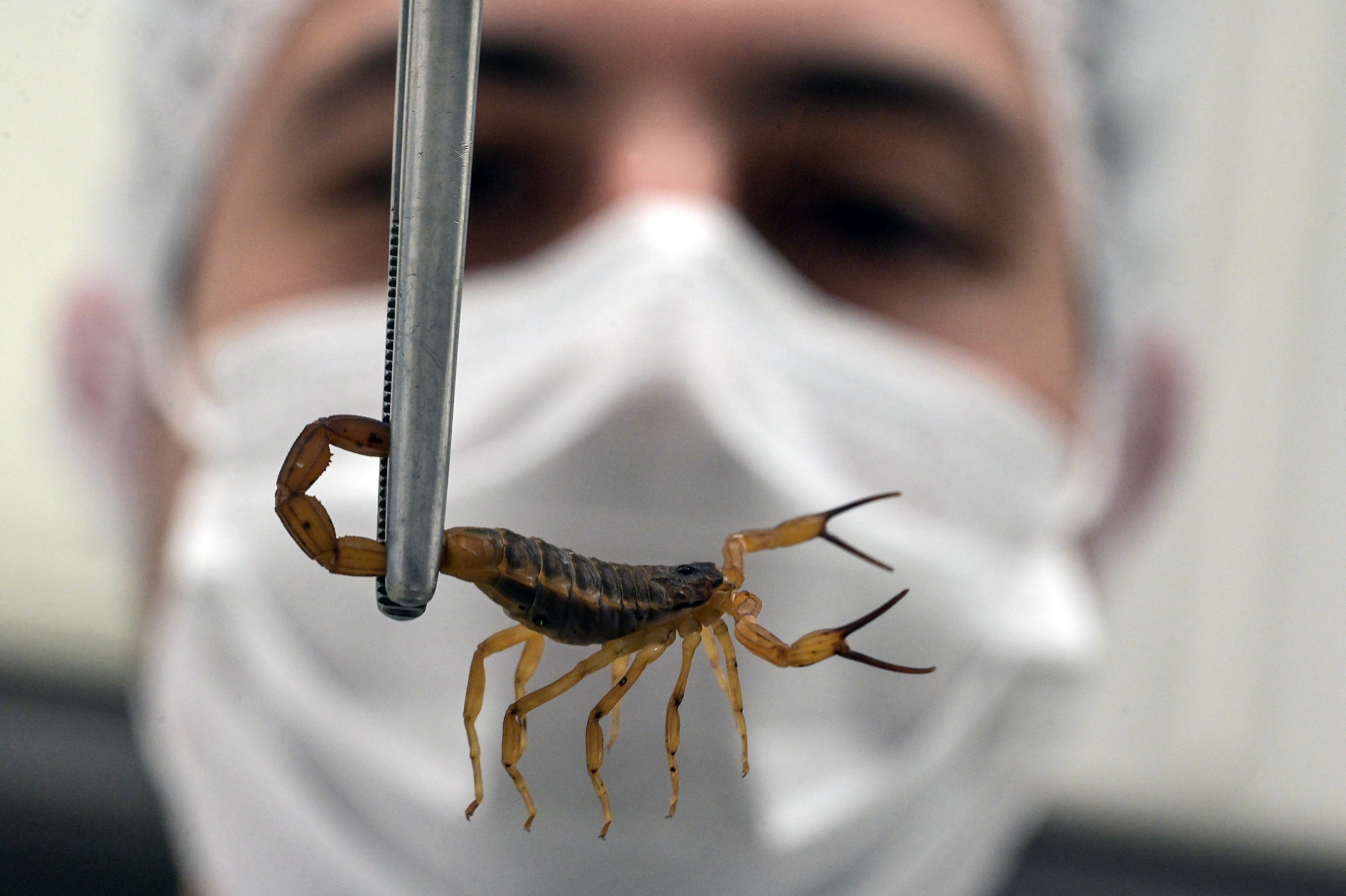<p>Brazilian veterinarian Thiago Mathias Chiariello holds a yellow scorpion (Tityus serrulatus) at the arthropod bioterium of the Butantan Institute, in Sao Paulo, Brazil</p>