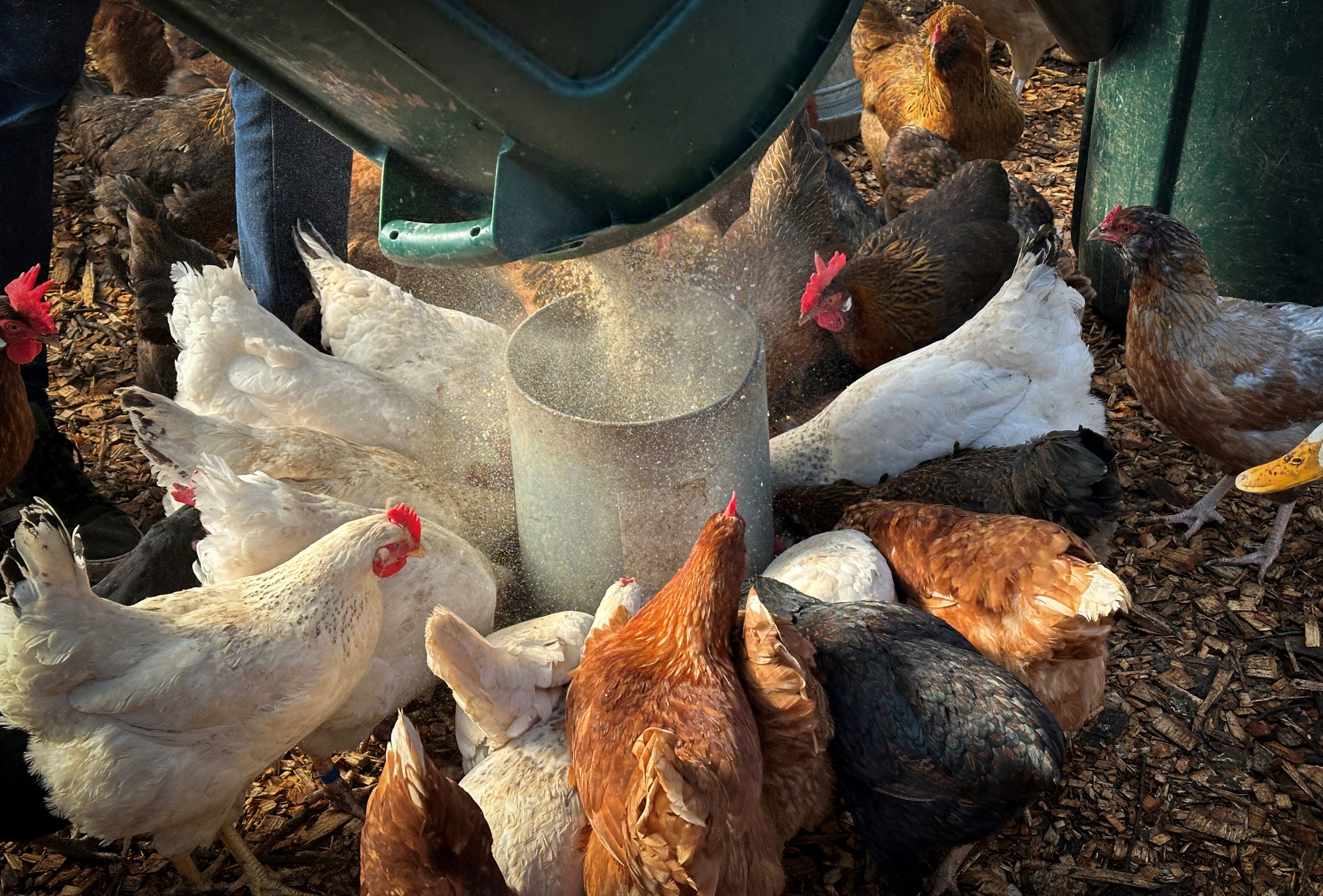 Millions of chickens have been culled in an ongoing avian flu outbreak