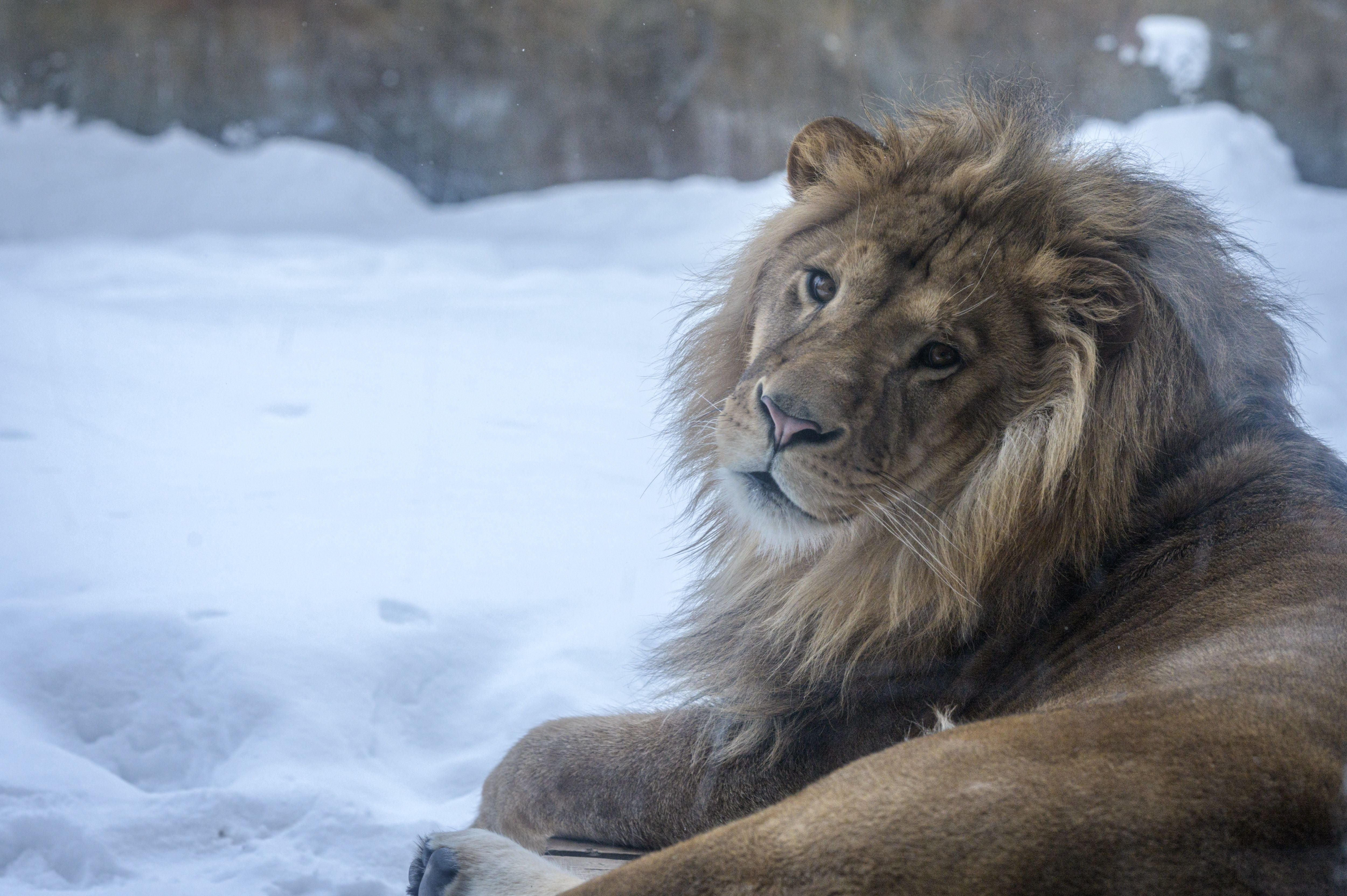 <p>File. A male lion at the Asahiyama zoo in Asahikawa, northern Japan, on 7 February 2020</p>