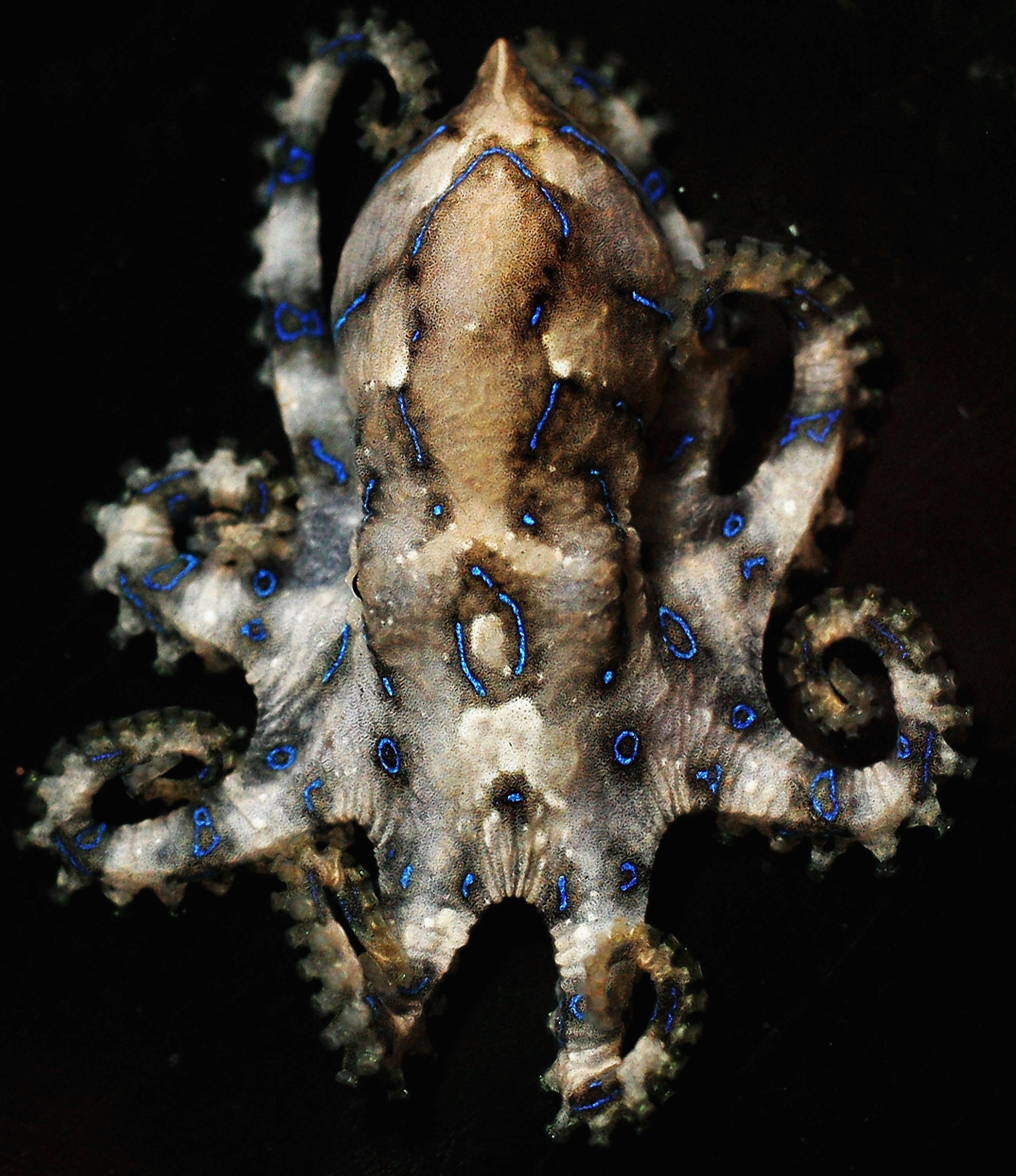 Een blauwe ring -octopus wordt afgebeeld in het Oceanworld Aquarium in Sydney