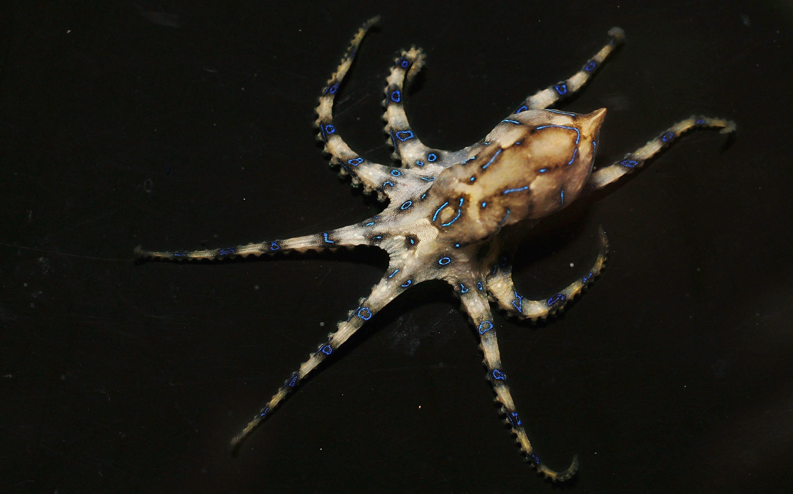 Een blauwe ring -octopus afgebeeld in het Oceanworld Aquarium in Sydney