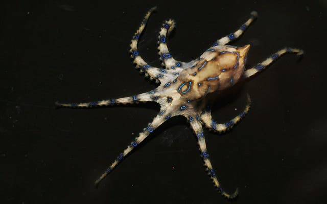 <p>A Blue Ring Octopus pictured at Oceanworld Aquarium, Sydney</p>