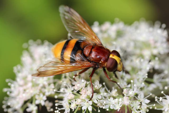 Simple ways gardeners can make room for hoverflies, whose survival is under threat (Alamy/PA)