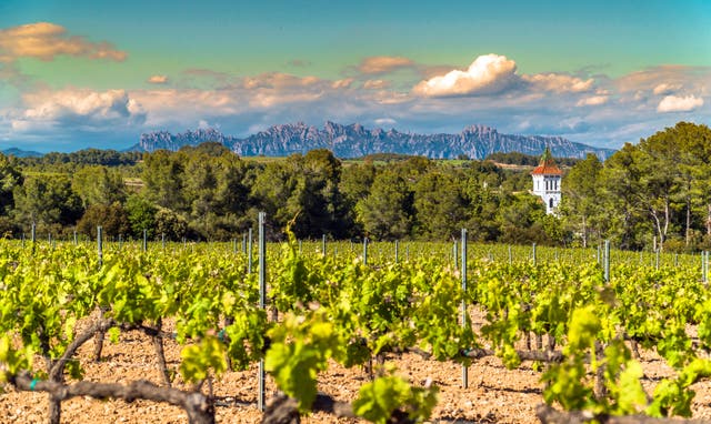 <p>Wine aficionados will love a trip to Penedes for some of Spain’s best sparkling wine</p>