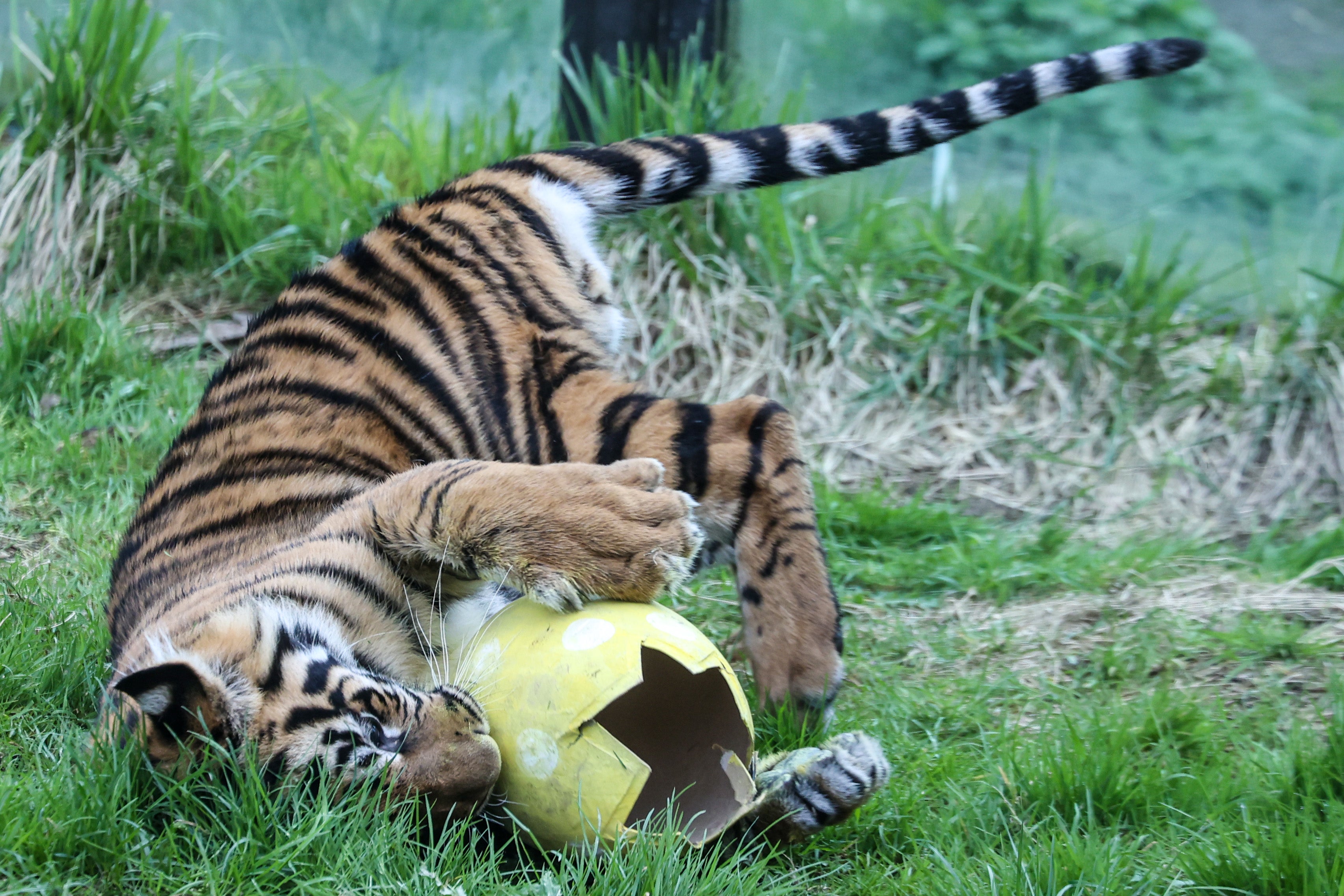 Crack secret codes to help the Easter bunny find eggs hidden at London Zoo