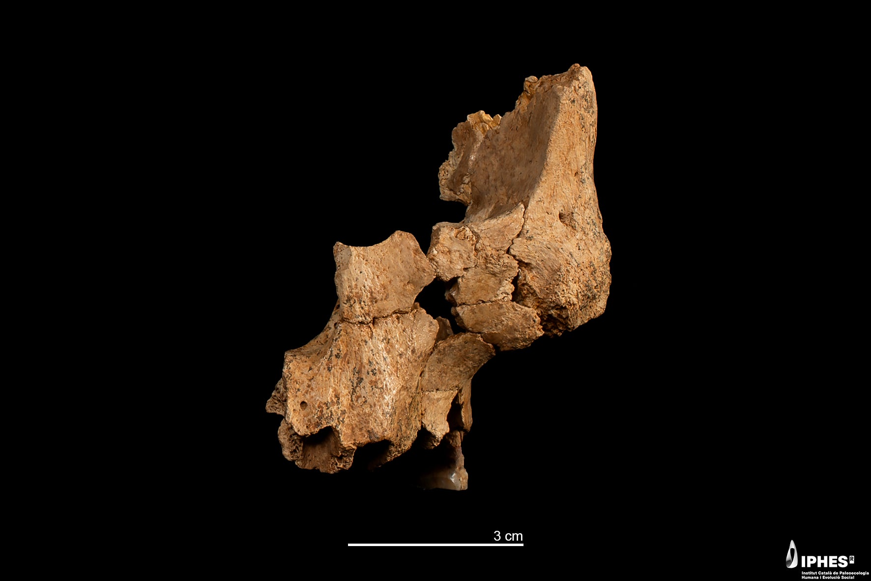 The fossil of the left midface of a hominin between 1.1 million and 1.4 million years old recovered from the Sima del Elefante site