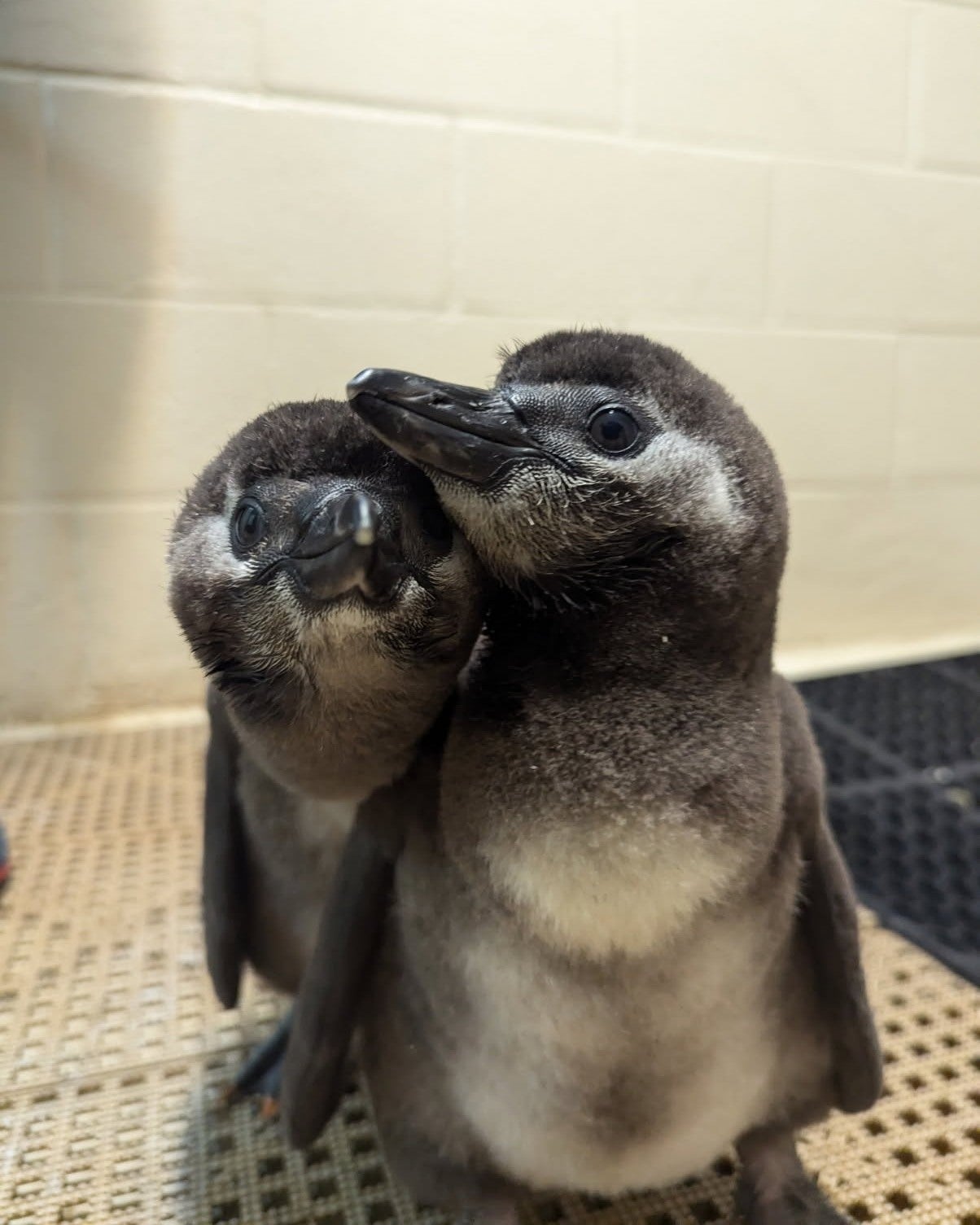 Existem apenas 9.900 pares de pinguins africanos na natureza. Conservacionistas se preocupam com seu futuro em um mundo de aquecimento