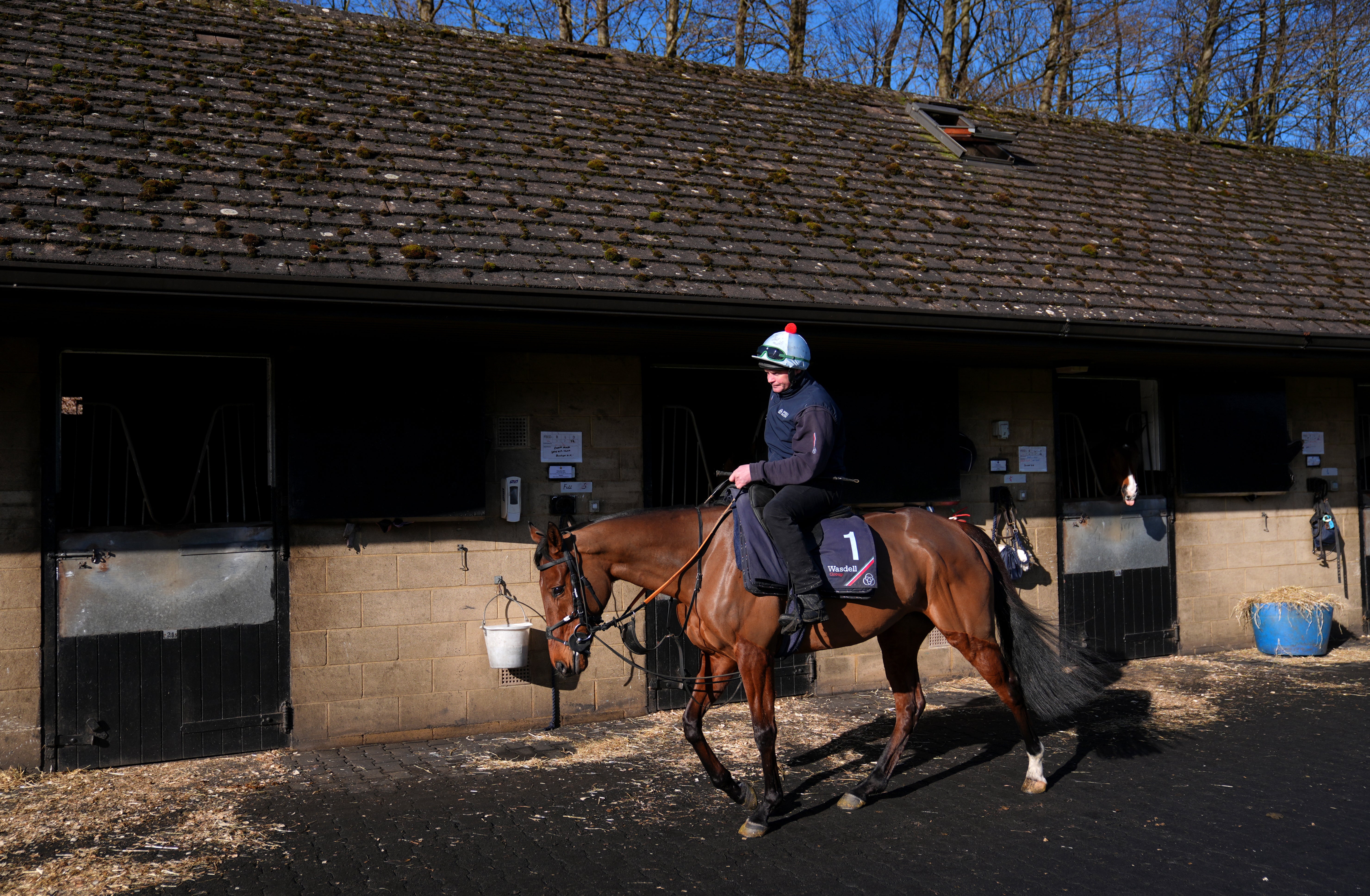 Springwell Bay could be a decent pick in the Jack Richards Novices’ Chase