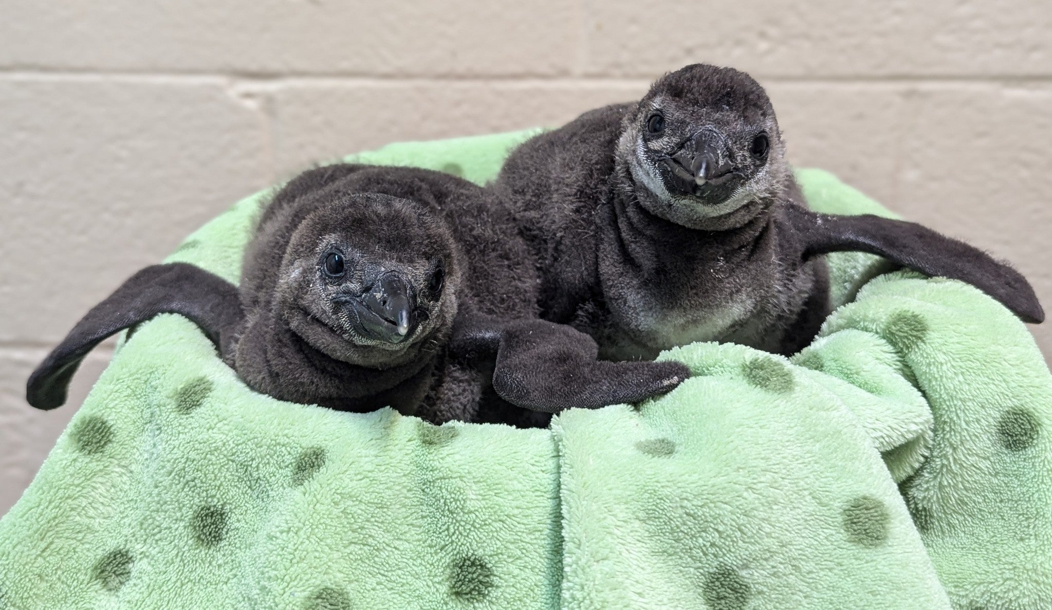 O zoológico infantil de Saginaw, em Michigan, anunciou o nascimento de dois pinguins africanos em extinção pela crítica nesta semana. Os filhotes nasceram no final do ano passado