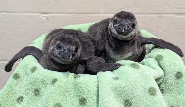 <p>Michigan's Saginaw Children's Zoo announced the births of two critically endangered African penguins this week. The chicks were born at the end of last year</p>