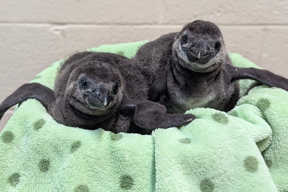 https://static.independent.co.uk/2025/03/12/18/41/Baby-Penguins.jpeg?width=1200&height=800&crop=1200:800