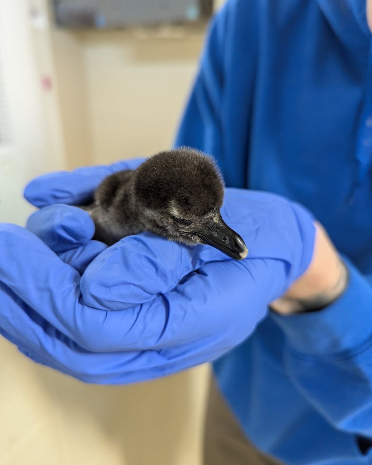 De namen van de pinguïns zijn nog niet. Ze kunnen 'flip' en 'flop' of 'omelet' en 'gehucht' worden genoemd