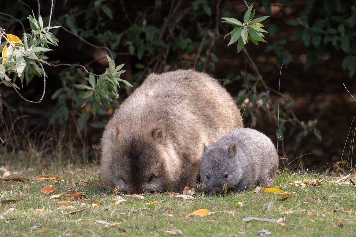 American influencer sparks outrage in Australia after taking baby wombat from its mom