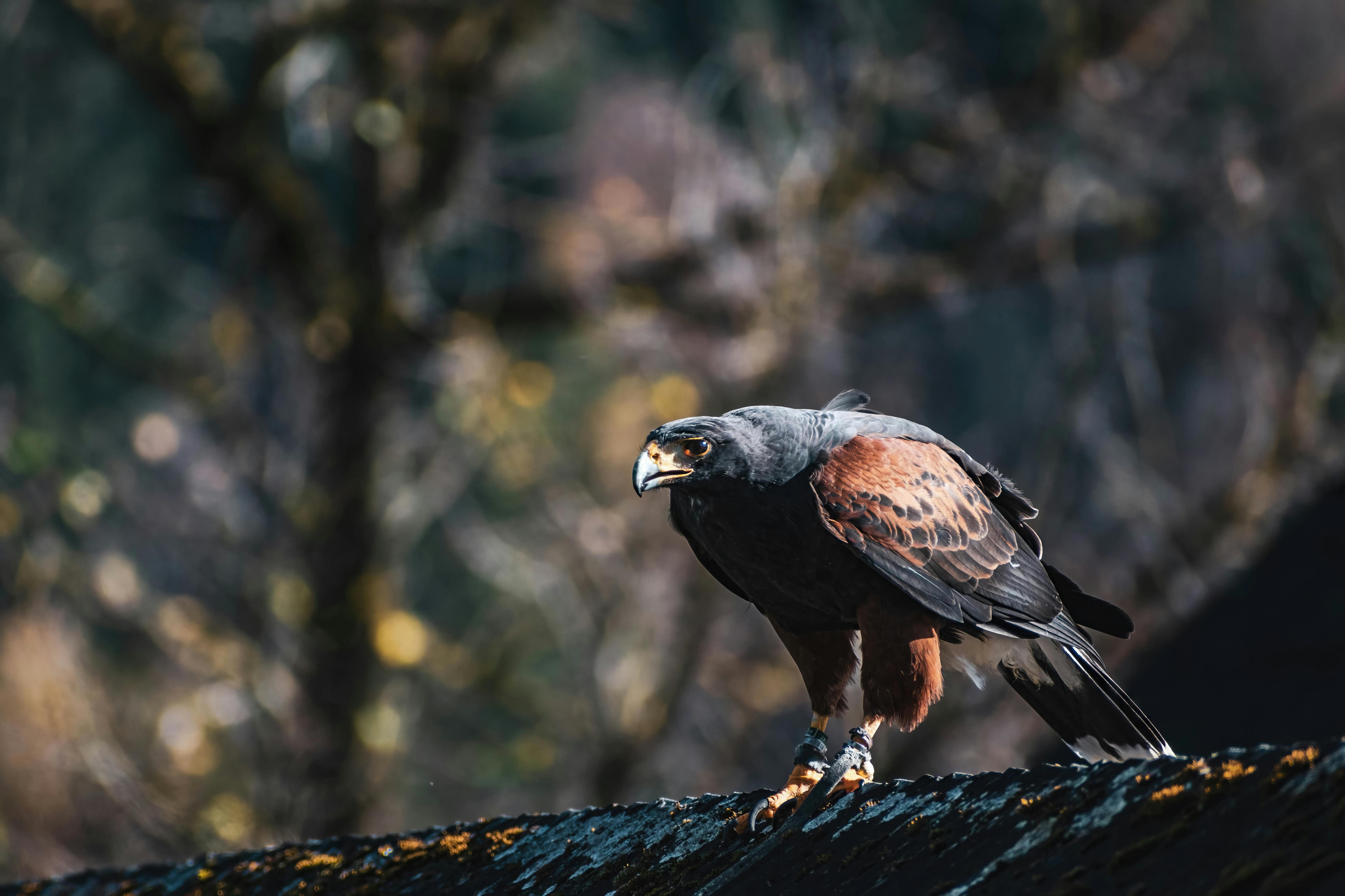 Divebombing hawk terrorising tall men in quiet Hertfordshire village ...