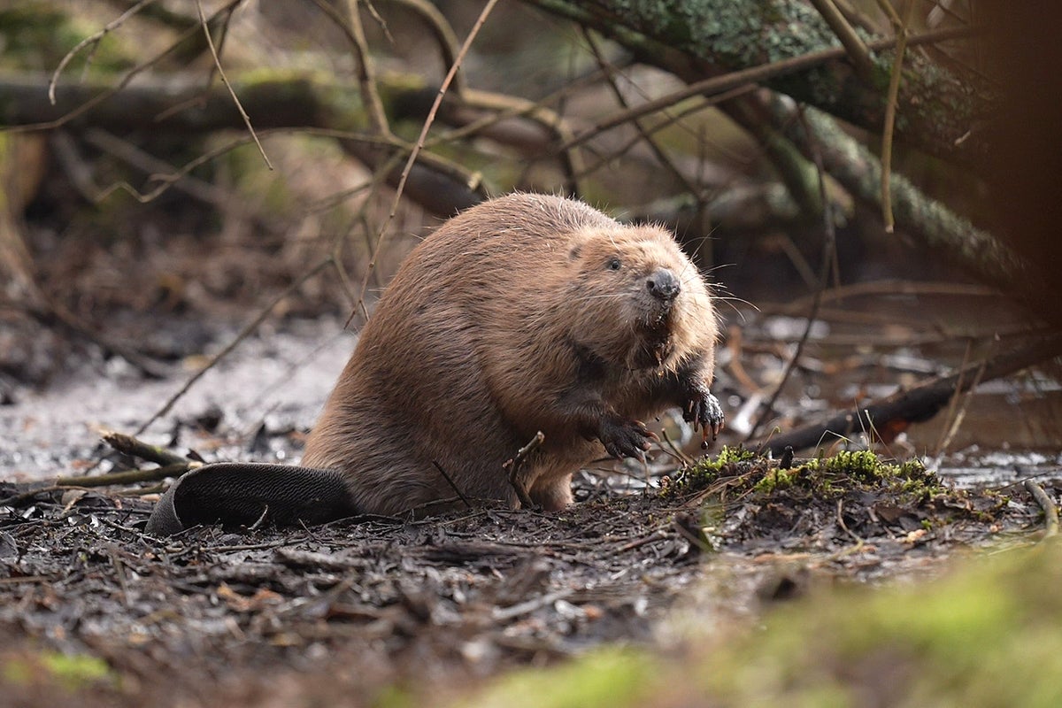The beaver activists risking arrest to do ‘God’s work’