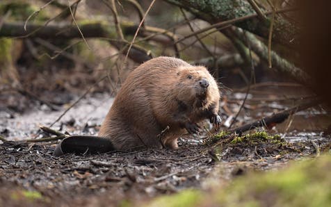 <p>Releasing beavers without a license is an offence</p>