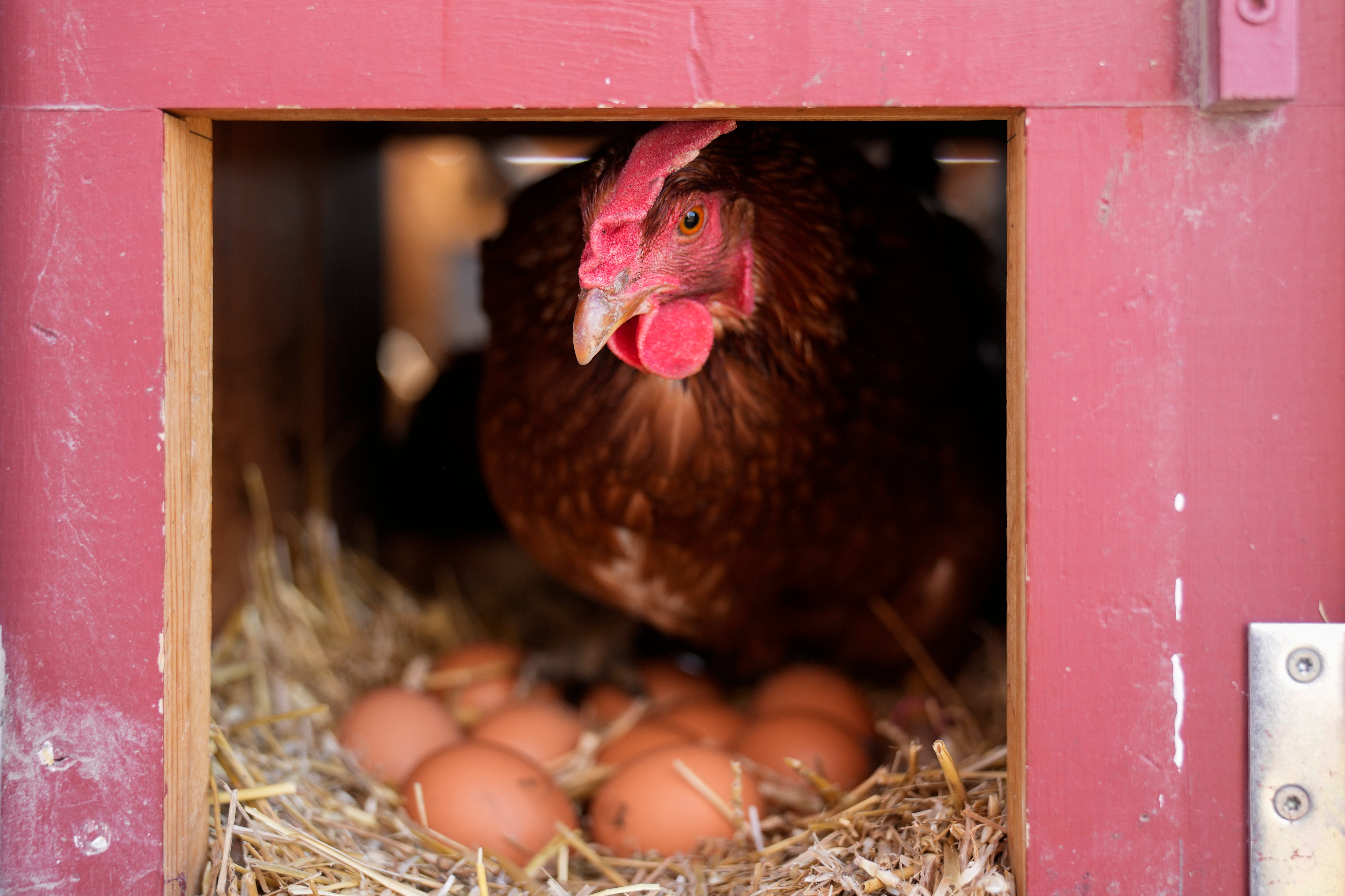 Most birds killed are egg-laying chickens