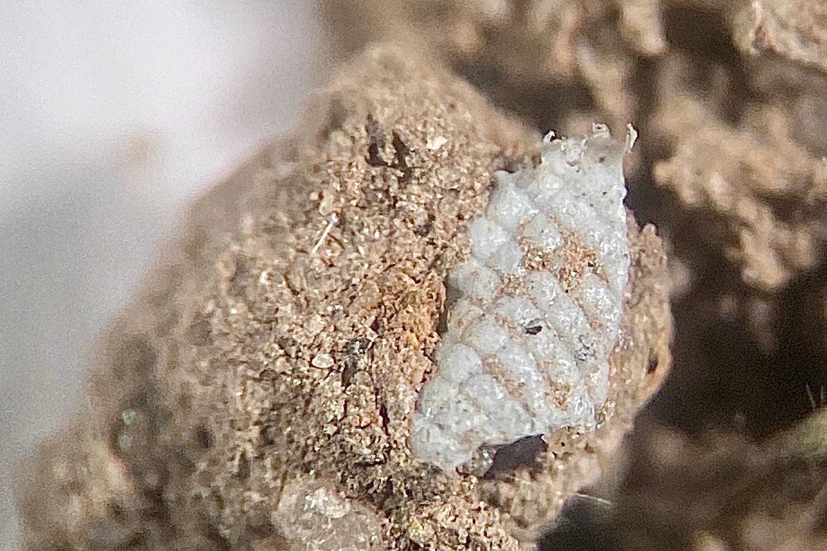 The researchers examined microplastics in soil (The James Hutton Institute/PA)