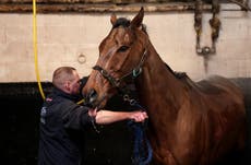 Cheltenham Festival criticised after horse dies on ‘lethal’ racecourse