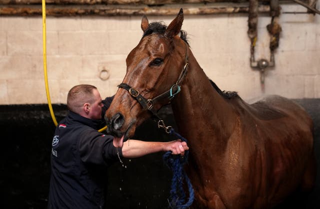 <p>Springwell Bay pictured at AJ O’Neill’s training yard at Jackdaws Castle, Cheltenham, last month</p>