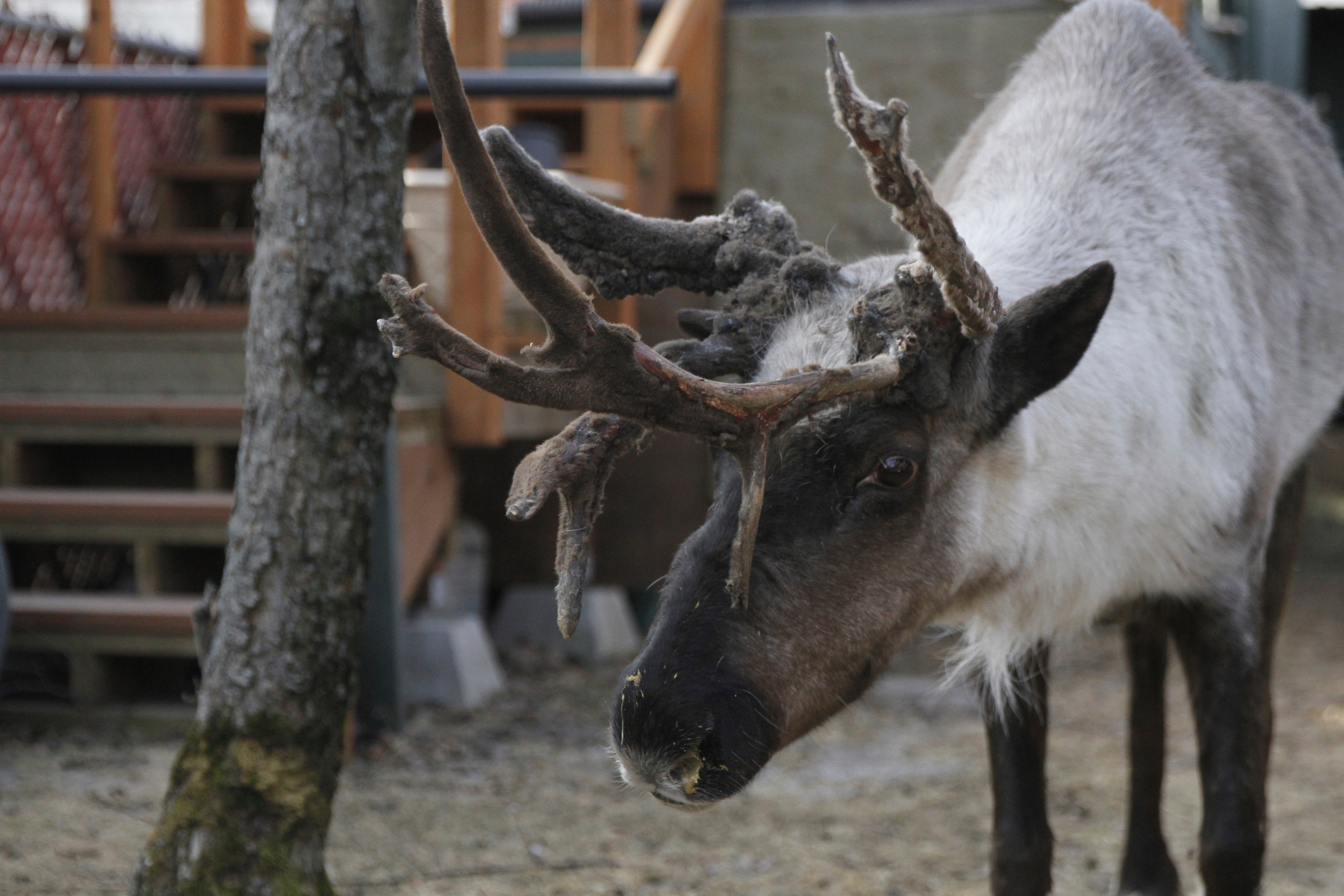 Alaska-Pet Reindeer-Mystery Illness