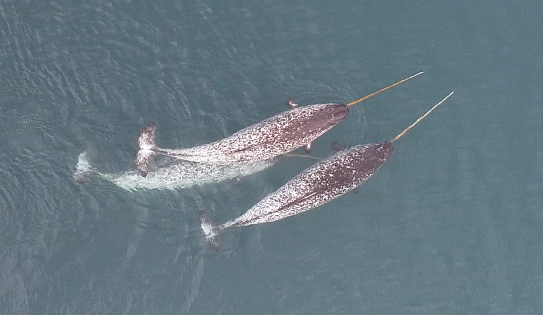 O icônico Narwhal do Ártico, conhecido por sua longa presa em espiral