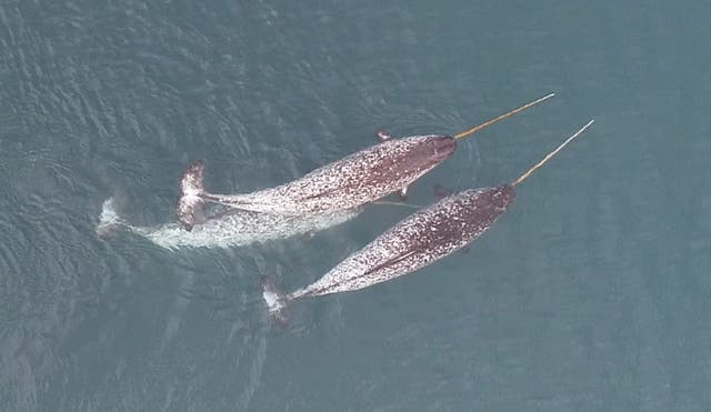 <p>Arctic's iconic narwhal, renowned for its long, spiral tusk</p>