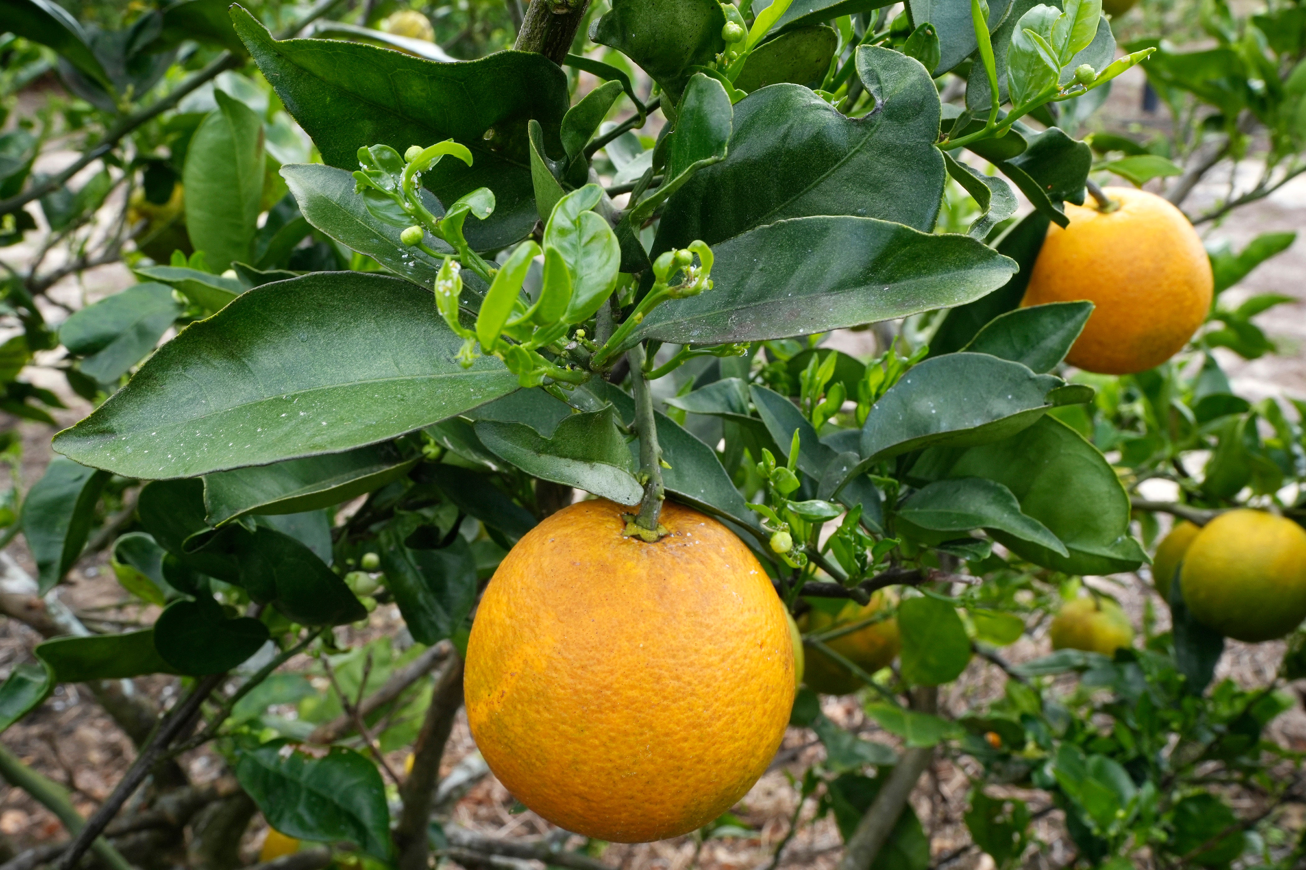 Florida Citrus' Future