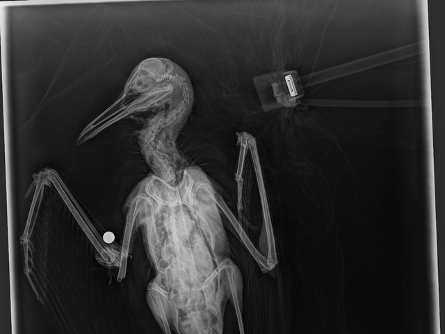 <p>‘It is unspeakably cruel and totally unacceptable to shoot animals for fun like this’</p>