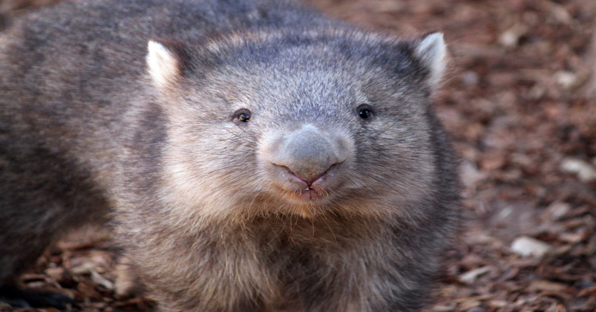 Dents De Wombat