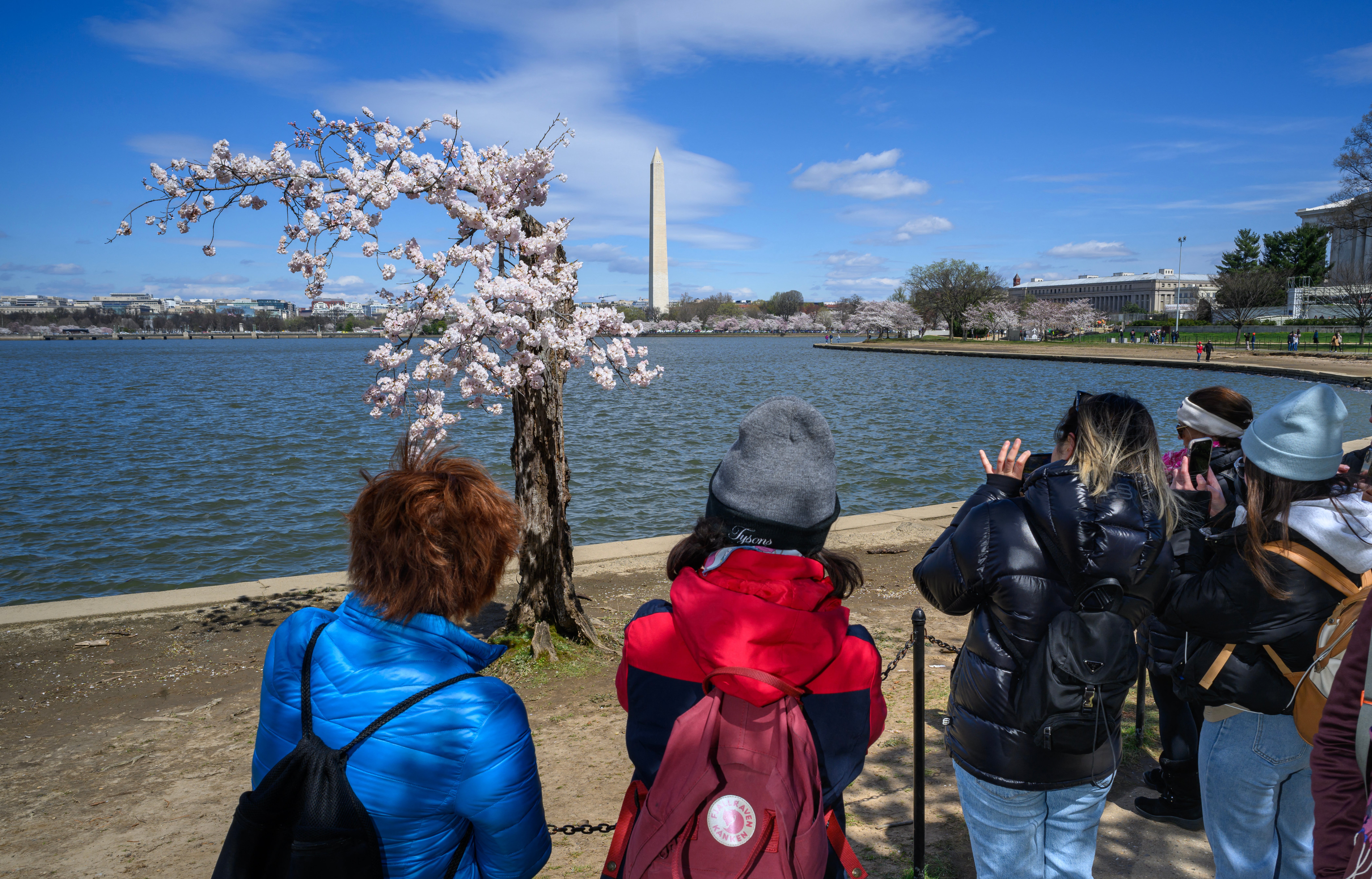 The beloved folk hero tree ‘Stumpy’ became famous online at around the beginning of the Covid pandemic. He has since been removed from his spot near the Jefferson Memorial in Washington, D.C.