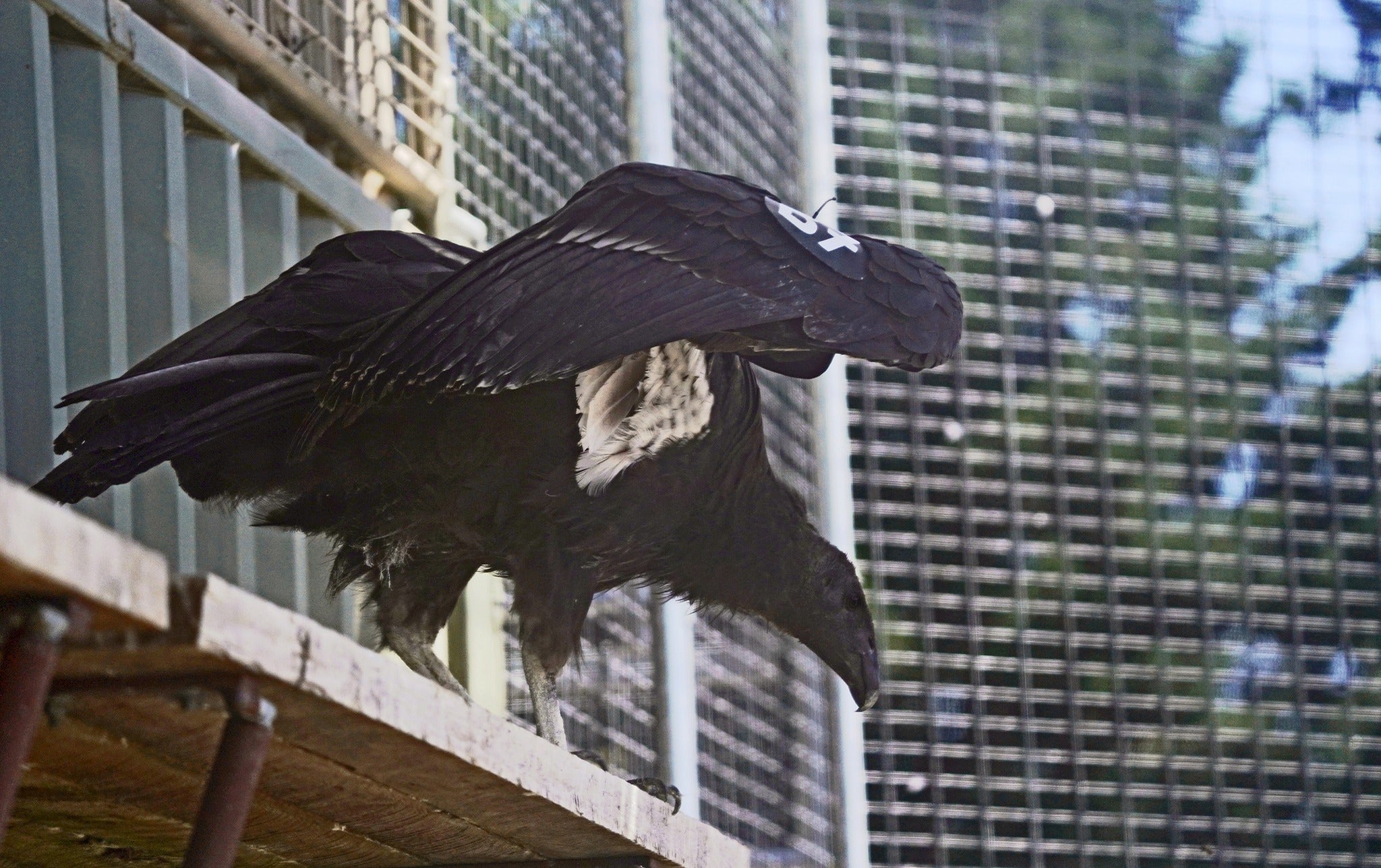 A photo of Pey-noh-pey-o-wok, a California condor that died after ingesting a lead pellet