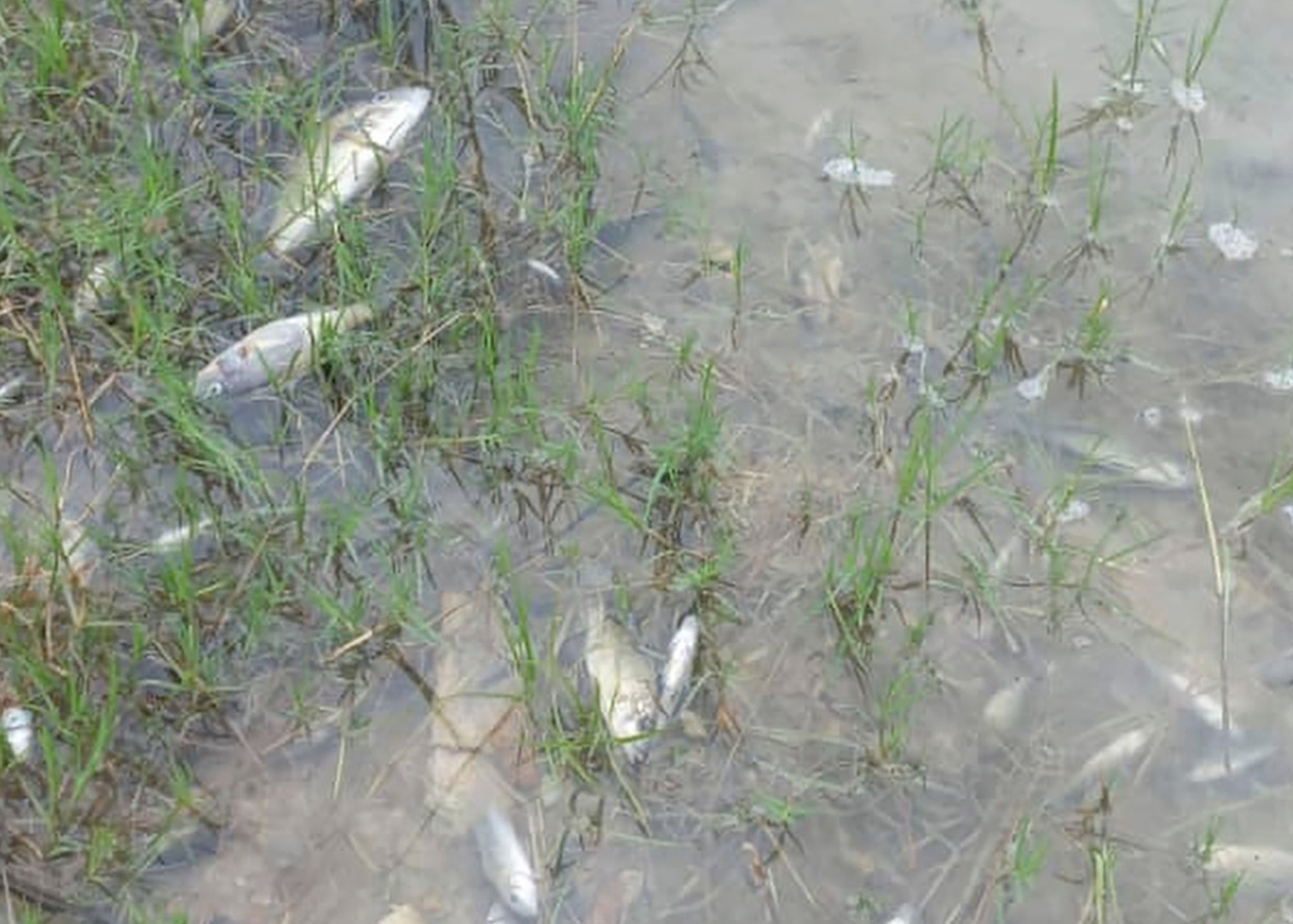 Dead fish in the river following the dam breach