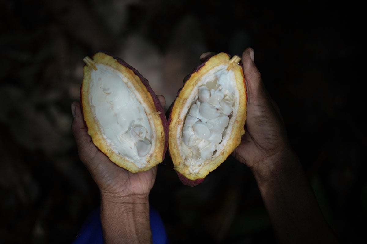 Indonesia's cocoa farmers work with businesses to fight the bitter impact of climate change