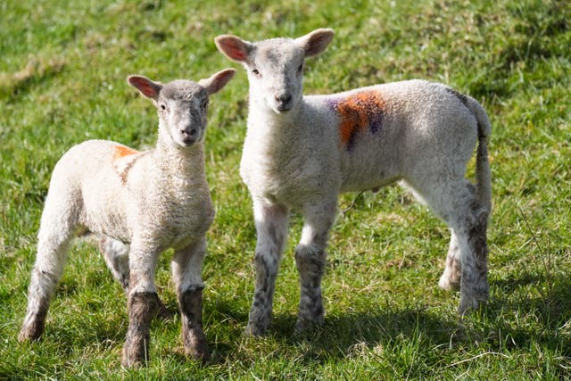 Thursday marks the official beginning of spring (Jacob King/PA)