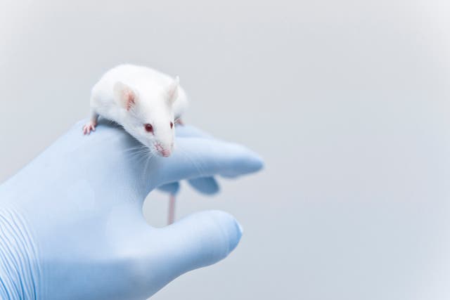 <p>Researchers at the Chinese Academy of Sciences found that behaviours such as rearing, walking, and hunching in mice are linked to Parkinson's </p>