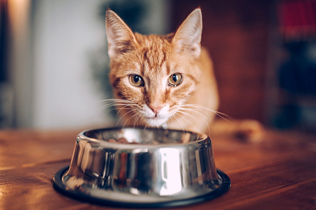 Another cat food brand recalled due to possible bird flu contamination