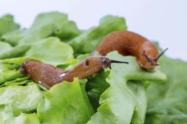 <p>A new paper classes garden slugs as venomous under a broad, new definition</p>