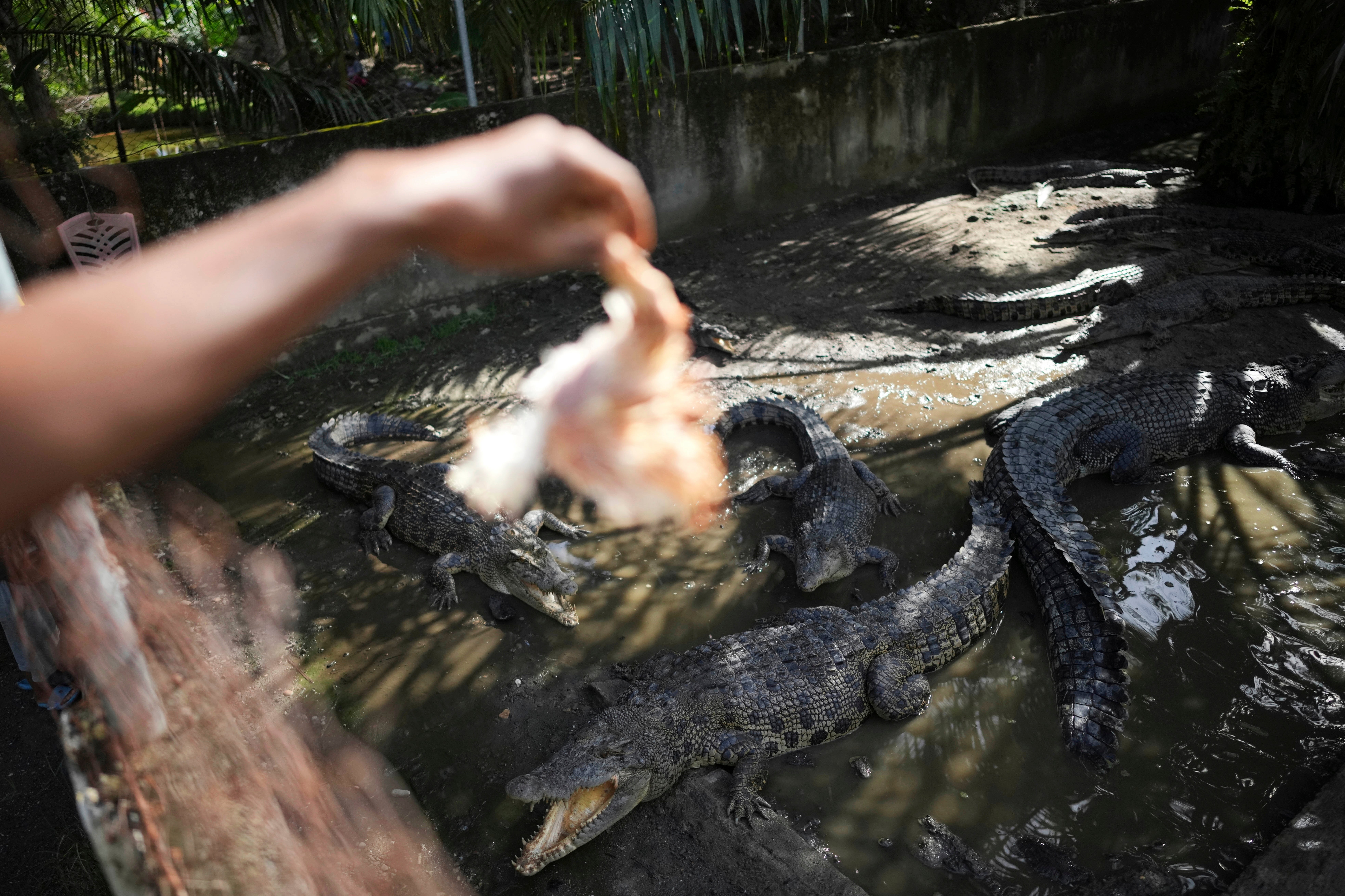 Indonesia Deforestation Crocodile Attacks