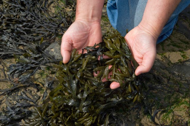 <p>Seaweed is full of key nutrients and mineral that plants love</p>