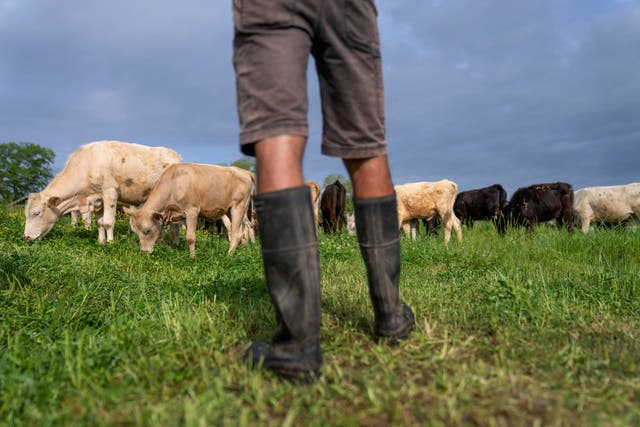 Climate Grass Fed Beef Emissions