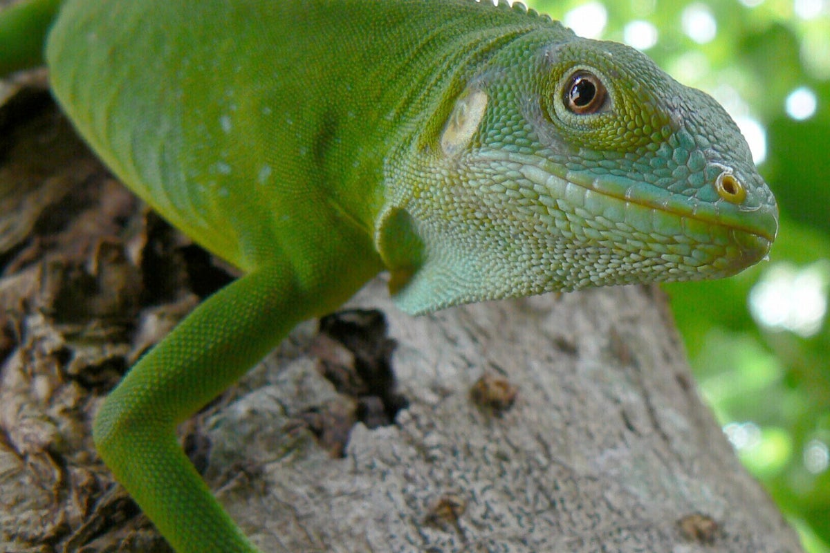 Iguanas likely crossed the Pacific millions of years ago on a record-setting rafting trip