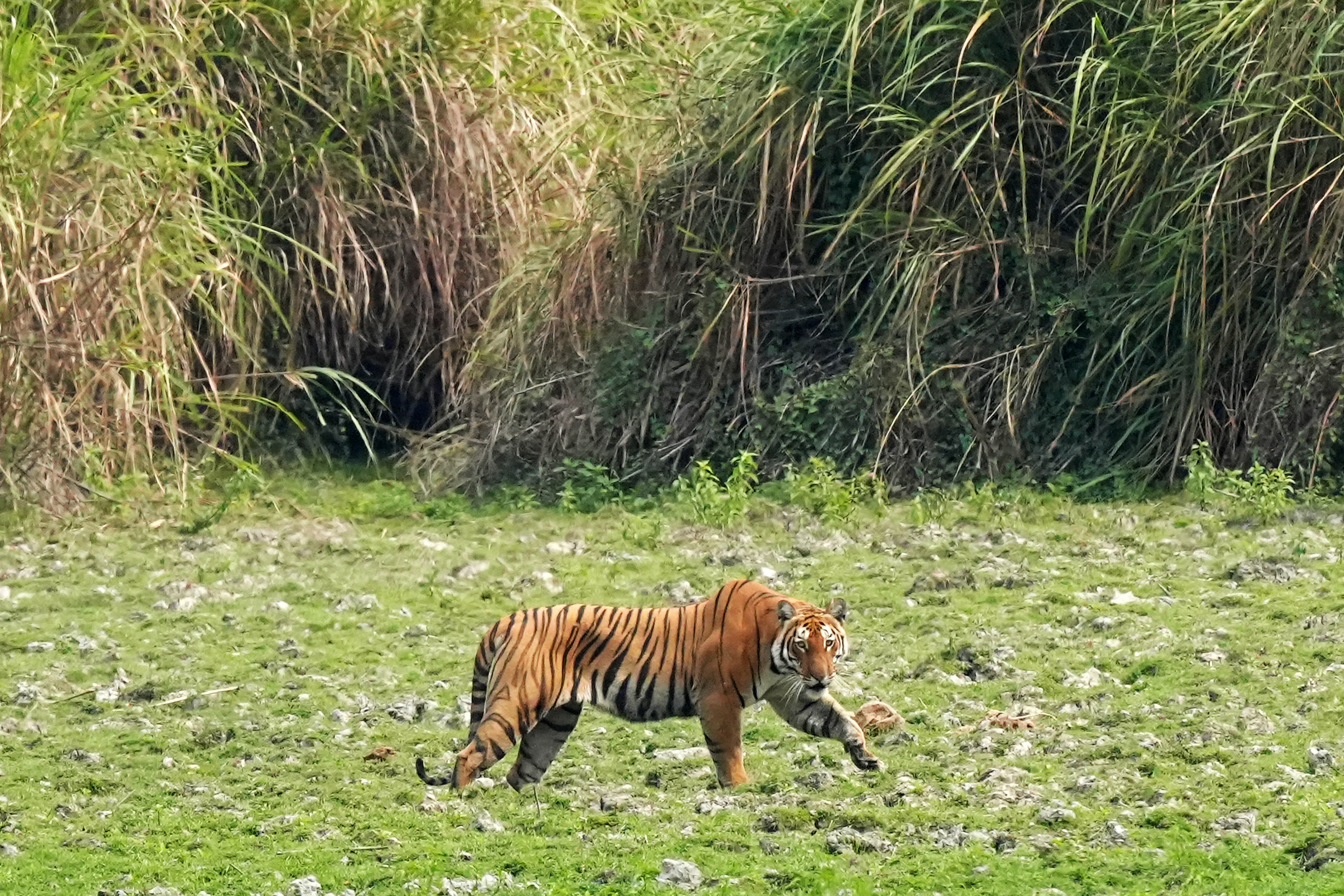 A Royal Bengal tiger walks through a grassland at the Kaziranga National Park in Kaziranga, in India's Assam state on 5 March 2025