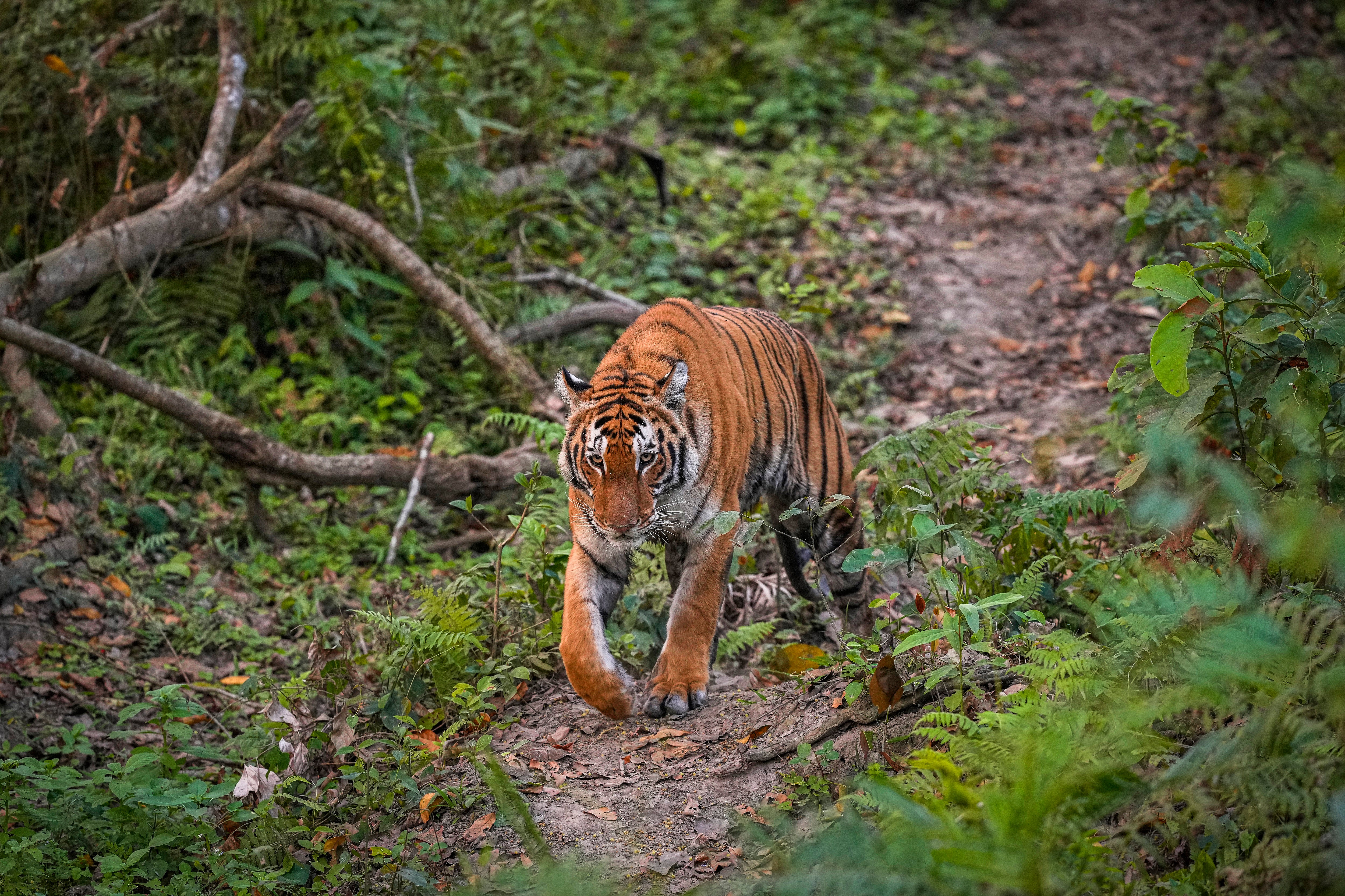 <p>A Royal Bengal tiger walks inside the Kaziranga national park in Kaziranga, India, Tuesday, 4 March 2025</p>