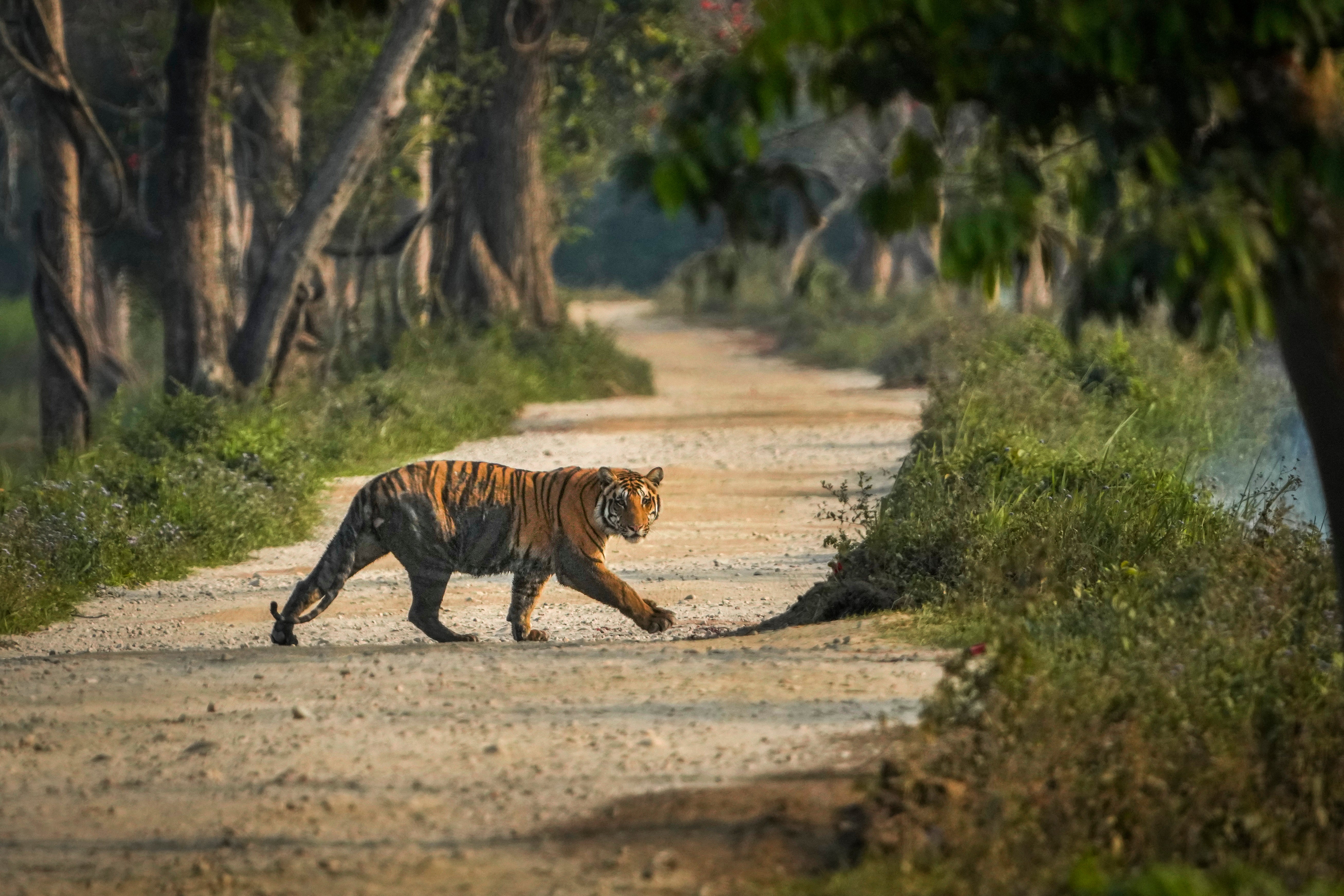 A Royal Bengal tiger crosses a road inside the Kaziranga national park in Kaziranga, India, Tuesday, 4 March 2025