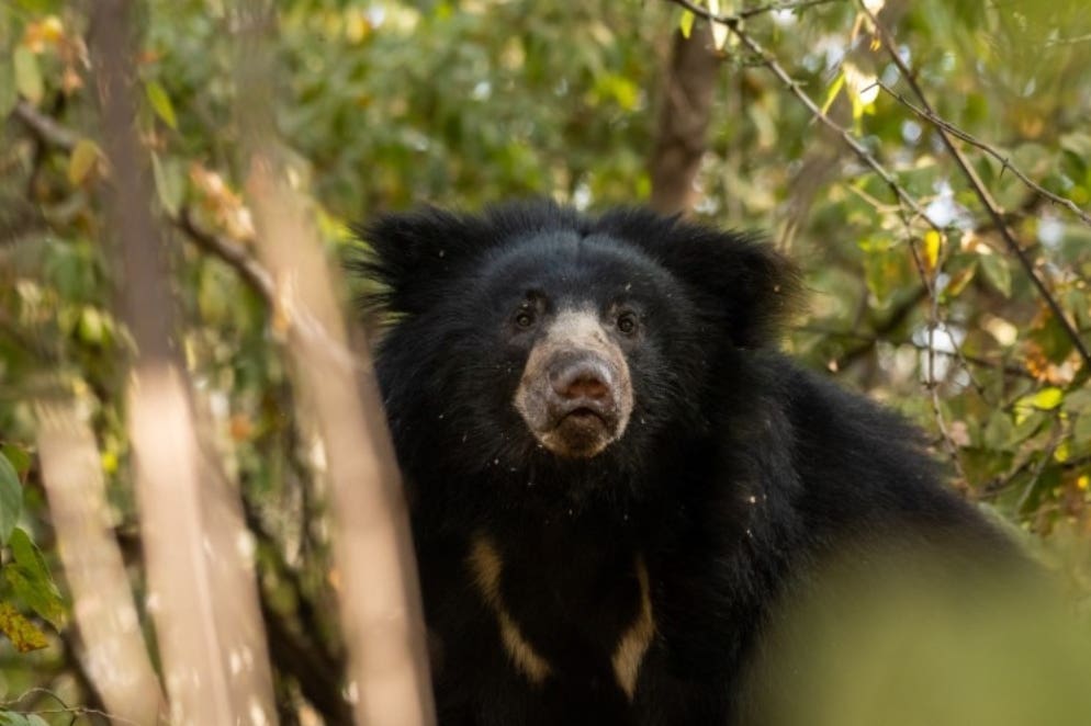 Edinburgh Zoo will welcome sloth bears (Sourabh Bharti/PA)
