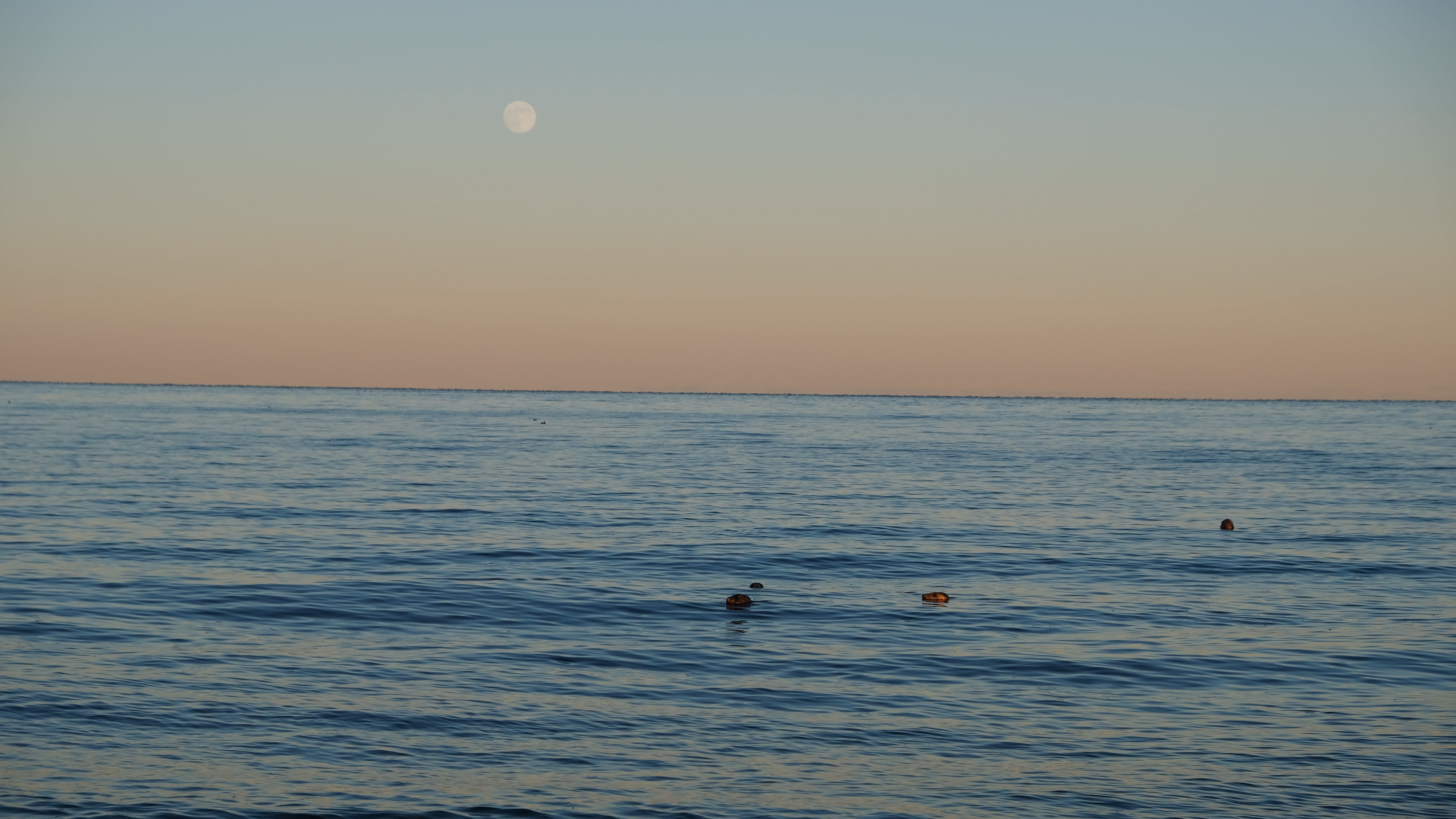 Spotting seals off the coast